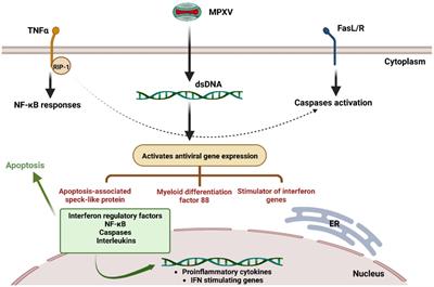Mechanisms of immune evasion of <mark class="highlighted">monkeypox</mark> virus